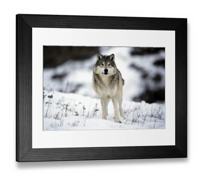 Framed Print : Grey Wolf (Canis lupus) adult, standing in snow, Montana, U. S. A. winter (captive)