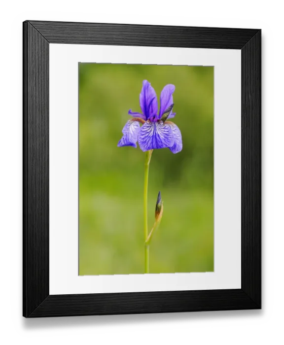 Framed Print : Siberian Iris (Iris sibirica) flowering, Italy, may Framed Print : Siberian Iris (Iris sibirica) flowering, Italy, may