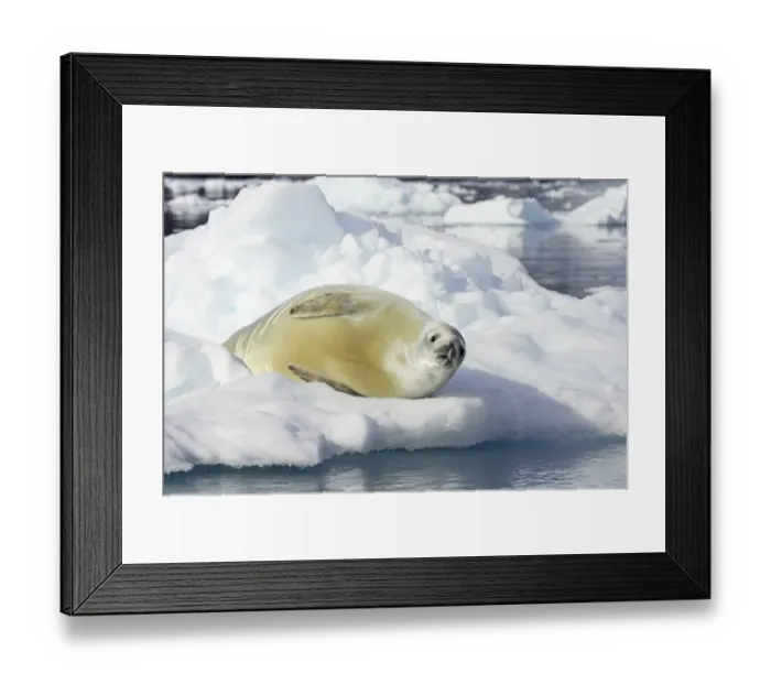 Framed Print : Crabeater Seal (Lobodon carcinophagus) adult, resting on ice floe, Neko Harbour, Antarctic Peninsula, Antarctica Framed Print : Crabeater Seal (Lobodon carcinophagus) adult, resting on ice floe, Neko Harbour, Antarctic Peninsula, Antarctica