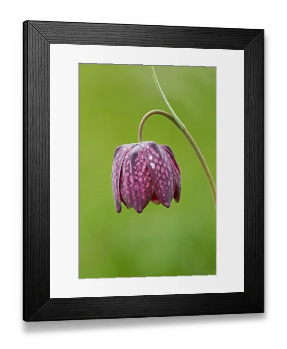 Framed Print : Snake's Head Fritillary (Fritillaria meleagris) close-up of flower, growing in damp meadow, Cricklade Meadows, Gloucestershire, England, april Framed Print : Snake's Head Fritillary (Fritillaria meleagris) close-up of flower, growing in damp meadow, Cricklade Meadows, Gloucestershire, England, april
