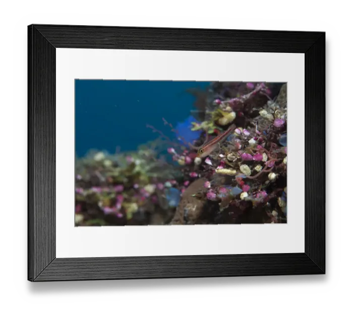 Framed Print : Striped Triplefin (Helcogramma striatum) adult, resting on coral encrusted shipwreck, Liberty Wreck, Tulamben, Bali, Lesser Sunda Islands, Indonesia Framed Print : Striped Triplefin (Helcogramma striatum) adult, resting on coral encrusted shipwreck, Liberty Wreck, Tulamben, Bali, Lesser Sunda Islands, Indonesia