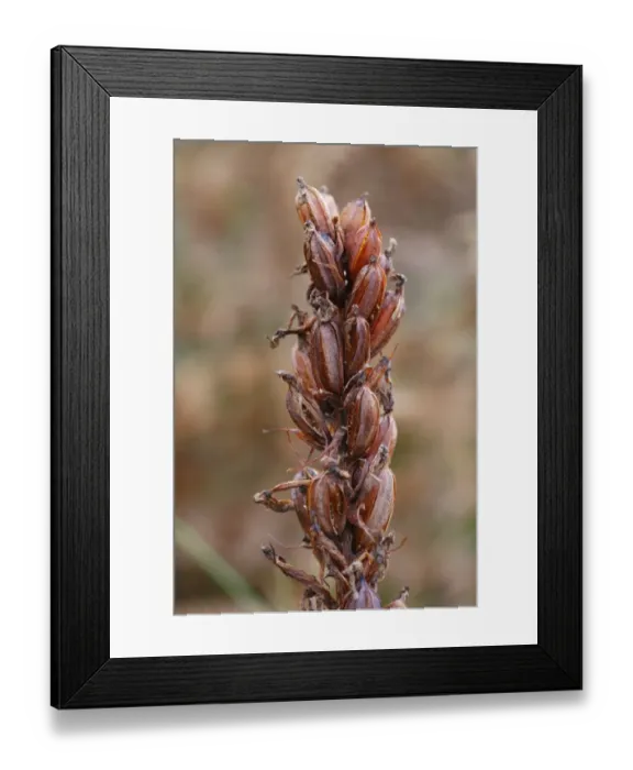 Framed Print : Heath Spotted Orchid (Dactylorhiza maculata) close-up of seedhead with ripe seeds, Powys, Wales, october Framed Print : Heath Spotted Orchid (Dactylorhiza maculata) close-up of seedhead with ripe seeds, Powys, Wales, october