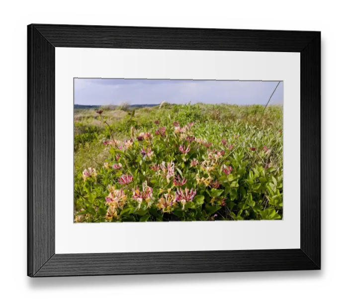 Framed Print : Wild Honeysuckle (Lonicera periclymenum) flowering, growing in coastal sand dunes habitat, Minsmere RSPB Reserve, Suffolk, England, june Framed Print : Wild Honeysuckle (Lonicera periclymenum) flowering, growing in coastal sand dunes habitat, Minsmere RSPB Reserve, Suffolk, England, june