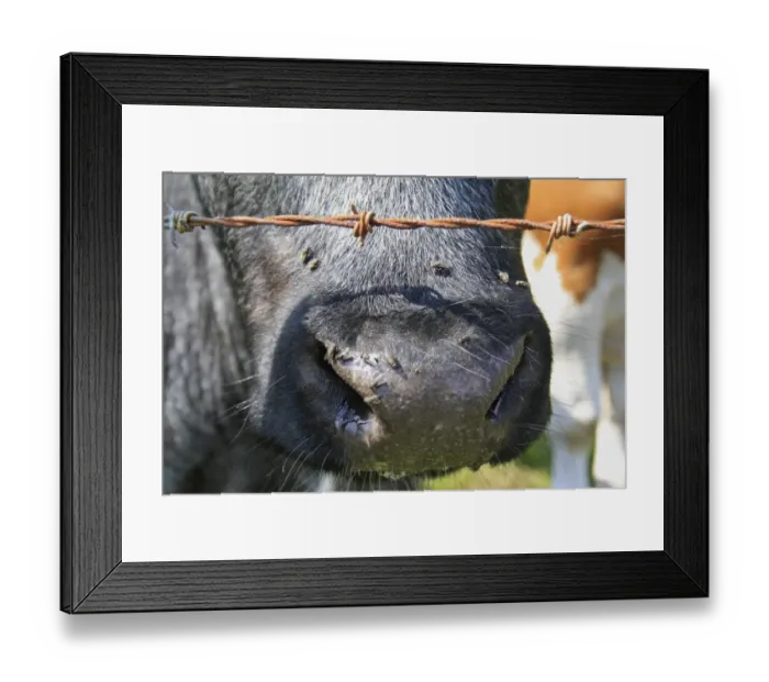 Framed Print : Domestic Cattle, beef calf, close-up of nose with flies, beside barbed wire fence, Brighstone Down, Isle of Wight, England, june Framed Print : Domestic Cattle, beef calf, close-up of nose with flies, beside barbed wire fence, Brighstone Down, Isle of Wight, England, june
