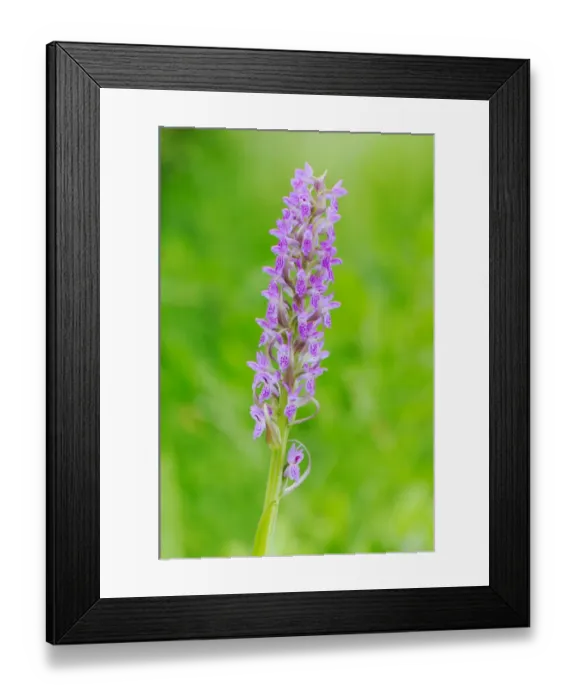 Framed Print : Early Marsh Orchid (Dactylorhiza incarnata) close-up of flowerspike, Italy, june Framed Print : Early Marsh Orchid (Dactylorhiza incarnata) close-up of flowerspike, Italy, june