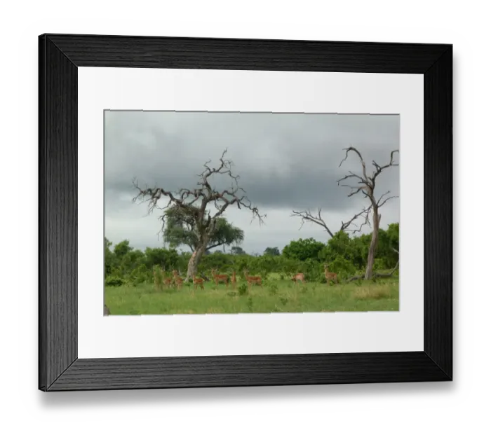 Framed Print : Impala (Aepyceros melampus) adult males, herd standing in habitat, Savute, Chobe N. P. Botswana