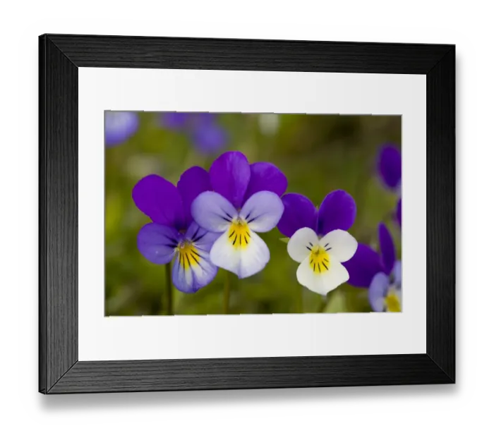 Framed Print : Wild Pansy (Viola tricolor) close-up of flowers, growing in mountain pasture, Bulgaria, may