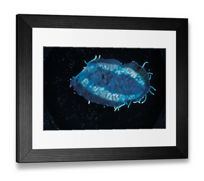 Framed Print : Bythe Wind Sailor Jellyfish (Velella velella) Underside Framed Print : Bythe Wind Sailor Jellyfish (Velella velella) Underside