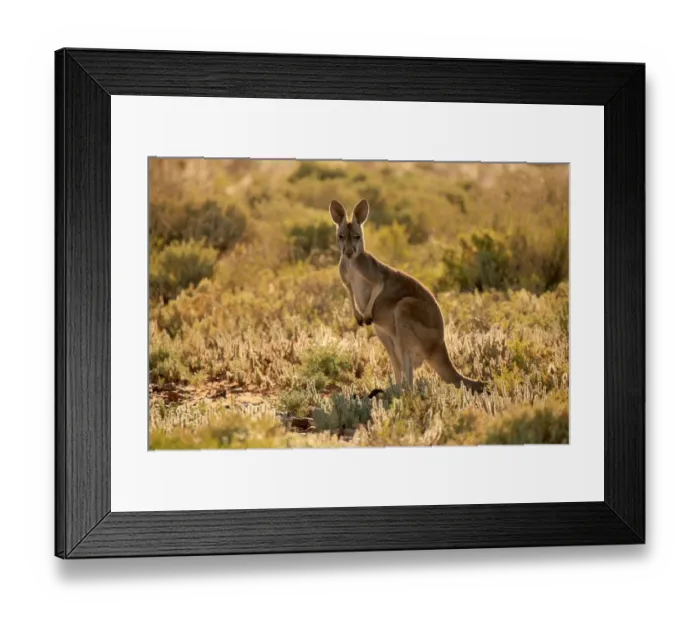Framed Print : Red Kangaroo (Macropus rufus) adult, backlit, standing in low vegetation, Sturt N. P. New South Wales, Australia Framed Print : Red Kangaroo (Macropus rufus) adult, backlit, standing in low vegetation, Sturt N. P. New South Wales, Australia