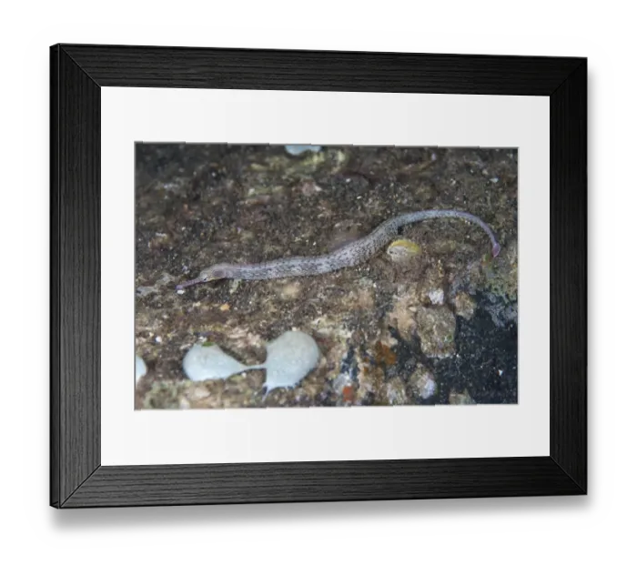 Framed Print : Reeftop Pipefish (Corythoichthys haematopterus) adult, in reef at night, Bandaneira, near Ambon Island, Maluku Islands, Banda Sea, Indonesia Framed Print : Reeftop Pipefish (Corythoichthys haematopterus) adult, in reef at night, Bandaneira, near Ambon Island, Maluku Islands, Banda Sea, Indonesia