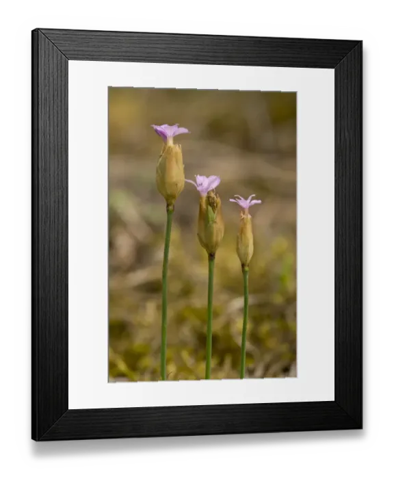Framed Print : Proliferous Pink (Petrorhagia prolifera) flowering, Cranwich Camp, Breckland, Norfolk, England, july Framed Print : Proliferous Pink (Petrorhagia prolifera) flowering, Cranwich Camp, Breckland, Norfolk, England, july