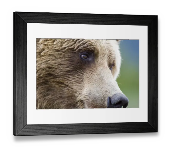 Framed Print : Grizzly Bear (Ursus arctos horribilis) adult, close-up of face, Katmai N. P. Alaska, U. S. A. august Framed Print : Grizzly Bear (Ursus arctos horribilis) adult, close-up of face, Katmai N. P. Alaska, U. S. A. august
