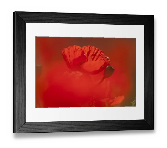 Framed Print : Corn Poppy (Papaver rhoeas) close-up of flower, growing in field, Derbyshire, England, june