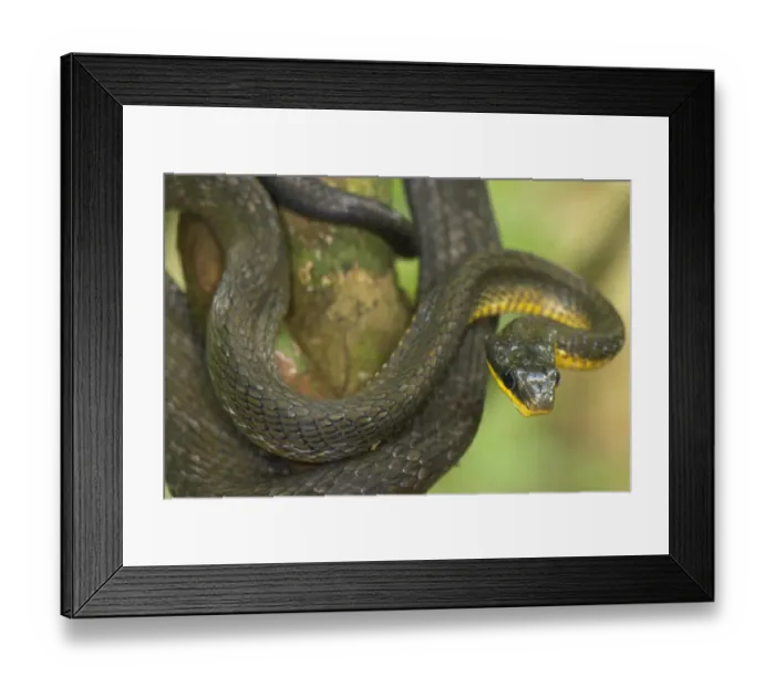 Framed Print : Olive Whipsnake (Chironius fuscus) adult, coiled on branch in tropical forest, Los Amigos Biological Station, Madre de Dios, Amazonia, Peru Framed Print : Olive Whipsnake (Chironius fuscus) adult, coiled on branch in tropical forest, Los Amigos Biological Station, Madre de Dios, Amazonia, Peru