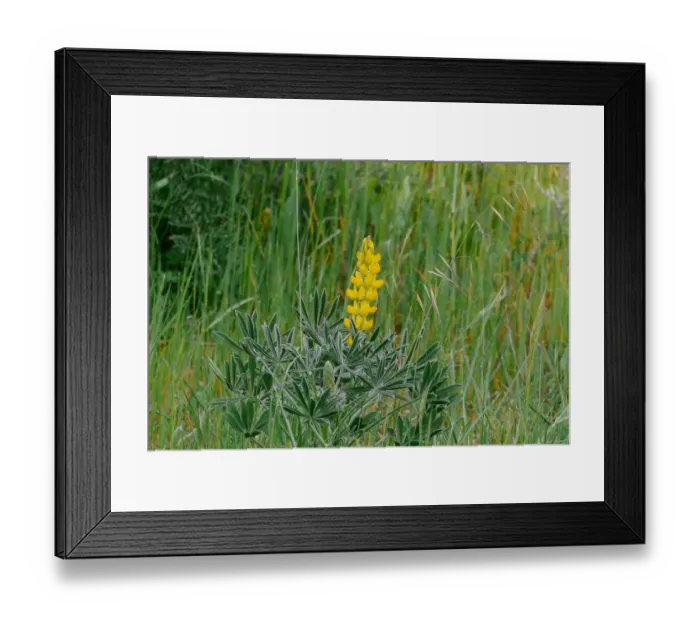 Framed Print : Yellow Lupin (Lupinus luteus) flowering, Baracina, Portalegre District, Alentejo, Portugal, april Framed Print : Yellow Lupin (Lupinus luteus) flowering, Baracina, Portalegre District, Alentejo, Portugal, april