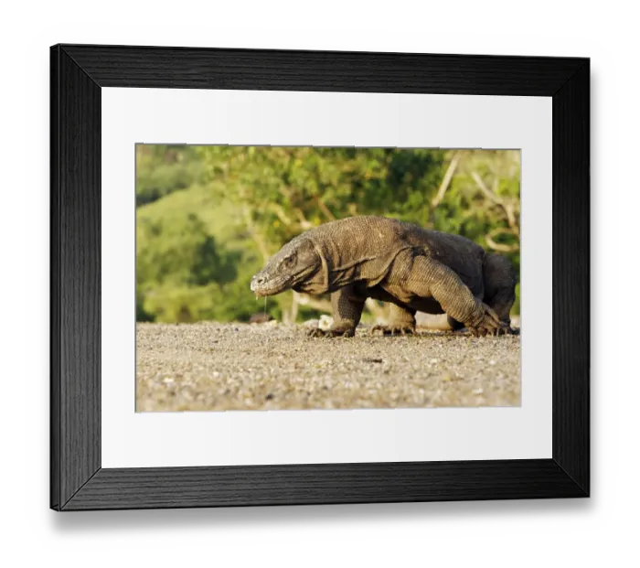 Framed Print : Komodo Dragon (Varanus komodensis) adult, walking, drooling saliva, Komodo N. P. Komodo Island, Lesser Sunda Islands, Indonesia, march Framed Print : Komodo Dragon (Varanus komodensis) adult, walking, drooling saliva, Komodo N. P. Komodo Island, Lesser Sunda Islands, Indonesia, march