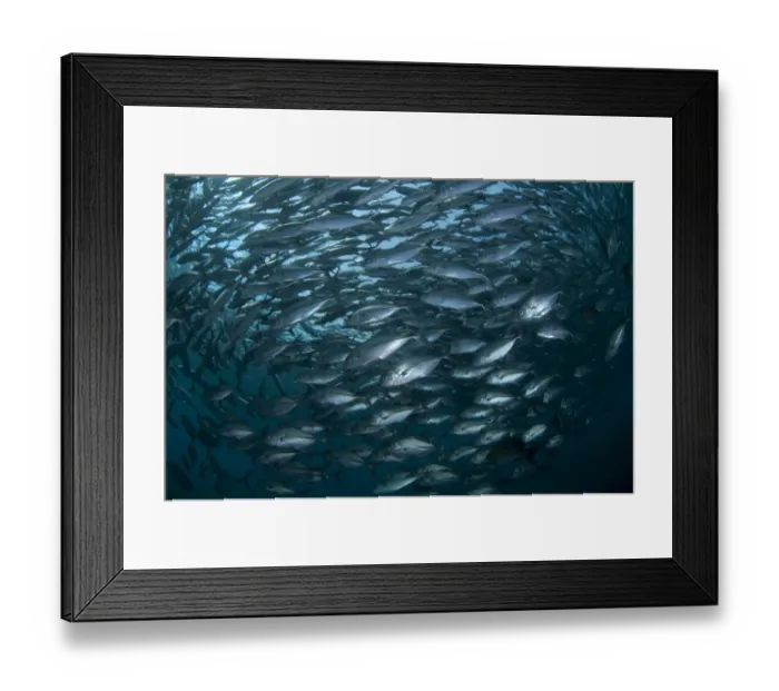 Framed Print : Bigeye Trevally (Caranx sexfasciatus) school, Liberty Wreck, Tulamben, Bali, Lesser Sunda Islands, Indonesia Framed Print : Bigeye Trevally (Caranx sexfasciatus) school, Liberty Wreck, Tulamben, Bali, Lesser Sunda Islands, Indonesia