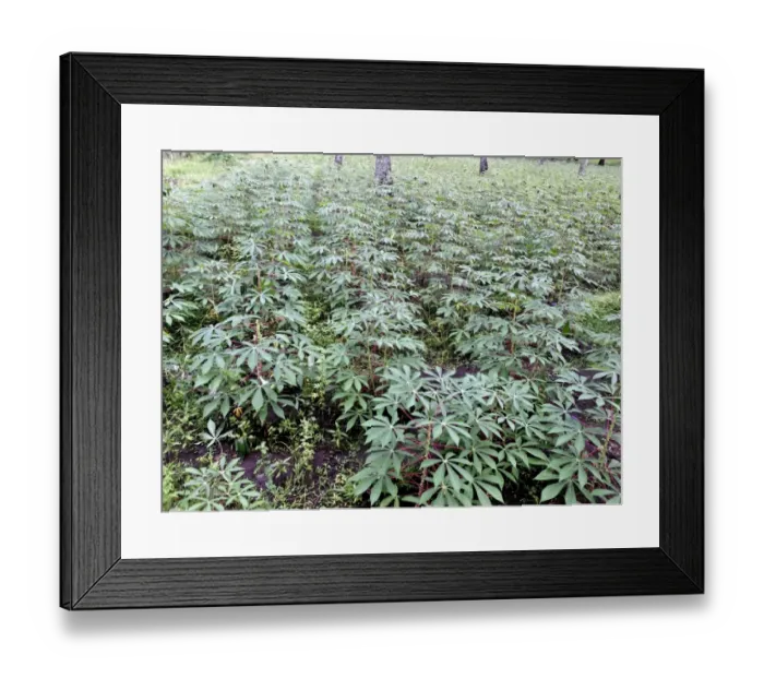 Framed Print : Cassava (Manihot sp. ) crop, growing in field, Lombok, Lesser Sunda Islands, Indonesia, march Framed Print : Cassava (Manihot sp. ) crop, growing in field, Lombok, Lesser Sunda Islands, Indonesia, march