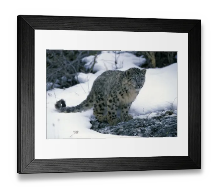 Framed Print : Snow Leopard (Panthera uncia) immature, standing on rock in snow, captive Framed Print : Snow Leopard (Panthera uncia) immature, standing on rock in snow, captive
