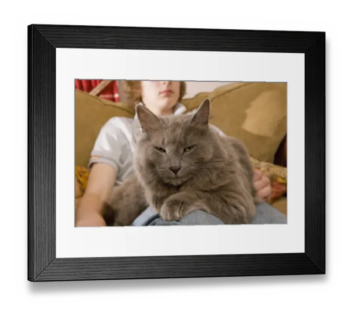 Framed Print : Domestic Cat, grey adult, laying on lap of teenage boy sitting on sofa, England Framed Print : Domestic Cat, grey adult, laying on lap of teenage boy sitting on sofa, England