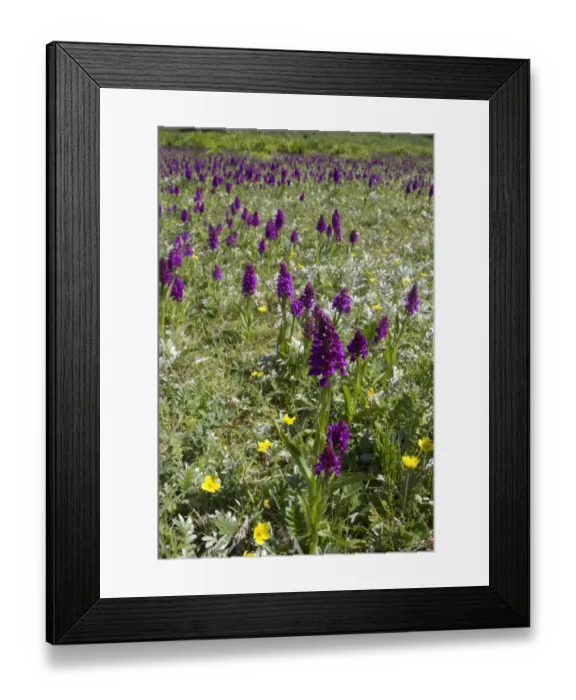 Framed Print : Southern Marsh Orchid (Dactylorhiza praetermissa) flowering mass, growing in habitat, Gibralter Point N. N. R. Lincolnshire, England, june Framed Print : Southern Marsh Orchid (Dactylorhiza praetermissa) flowering mass, growing in habitat, Gibralter Point N. N. R. Lincolnshire, England, june