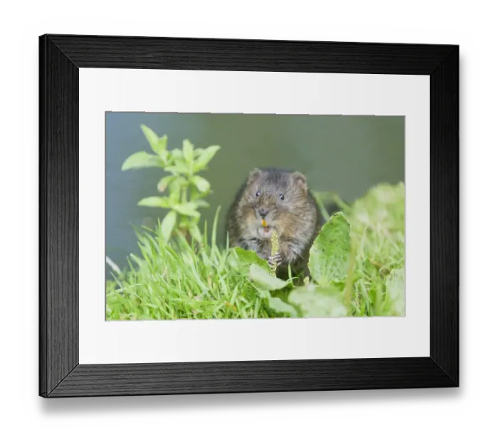 Framed Print : Water Vole (Arvicola terrestris) adult, feeding on plantain, standing on riverbank, Sussex, England, july Framed Print : Water Vole (Arvicola terrestris) adult, feeding on plantain, standing on riverbank, Sussex, England, july