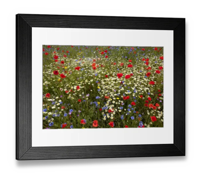 Framed Print : Corn Poppy (Papaver rhoeas) Scentless Mayweed (Tripleurospermum inodorum) and Cornflower (Centaurea cyanus) flowering mass, growing in field, Derbyshire, England, june Framed Print : Corn Poppy (Papaver rhoeas) Scentless Mayweed (Tripleurospermum inodorum) and Cornflower (Centaurea cyanus) flowering mass, growing in field, Derbyshire, England, june