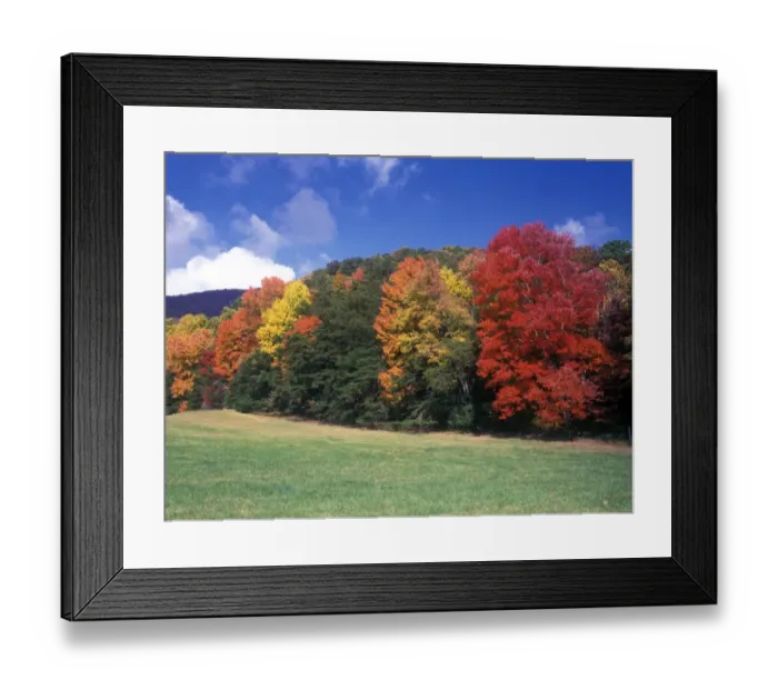 Framed Print : Tennessee Fall / Autumn colour at Cades Cove, Gt. Smoky Mts. NP. Red & White Oak - Sugar Maple Framed Print : Tennessee Fall / Autumn colour at Cades Cove, Gt. Smoky Mts. NP. Red & White Oak - Sugar Maple