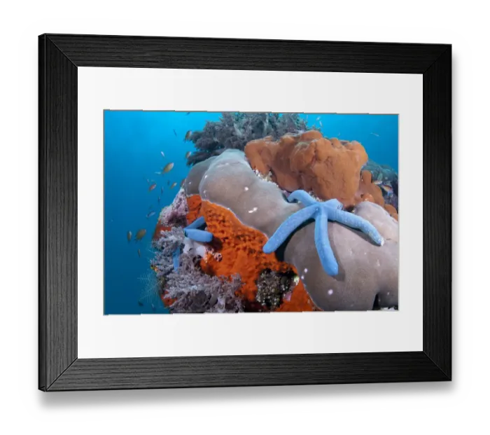 Framed Print : Blue Starfish (Linckia laevigata) two adults, on bommie with sponge and fish, Ameth Point, Nusa Laut, Maluku Islands, Banda Sea, Indonesia