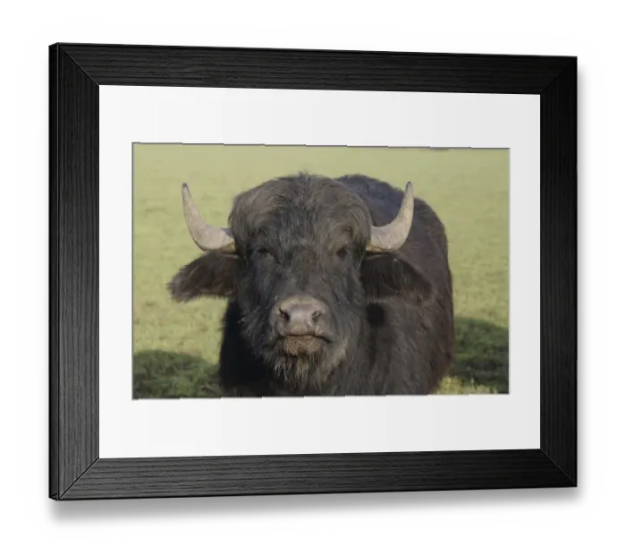 Framed Print : Domestic Water Buffalo (Bubalis bubalis) calf, close-up of head, in pasture, North Yorkshire, England