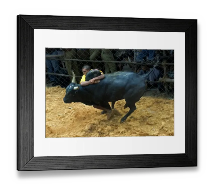 Framed Print : Domestic Cattle, Zebu (Bos indicus) bull, with man holding onto hump during Jallikattu or Taming the Bull ancient village sport, during Pongal harvest festival celebrations, Madurai, Tamil Nadu, India Framed Print : Domestic Cattle, Zebu (Bos indicus) bull, with man holding onto hump during Jallikattu or Taming the Bull ancient village sport, during Pongal harvest festival celebrations, Madurai, Tamil Nadu, India