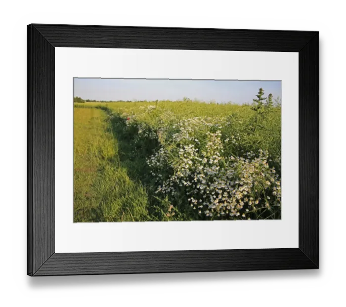 Framed Print : Scented Mayweed (Matricaria recutita) flowering, growing as weed at edge of Oilseed Rape (Brassica napus) crop, Bacton, Suffolk, England, june Framed Print : Scented Mayweed (Matricaria recutita) flowering, growing as weed at edge of Oilseed Rape (Brassica napus) crop, Bacton, Suffolk, England, june