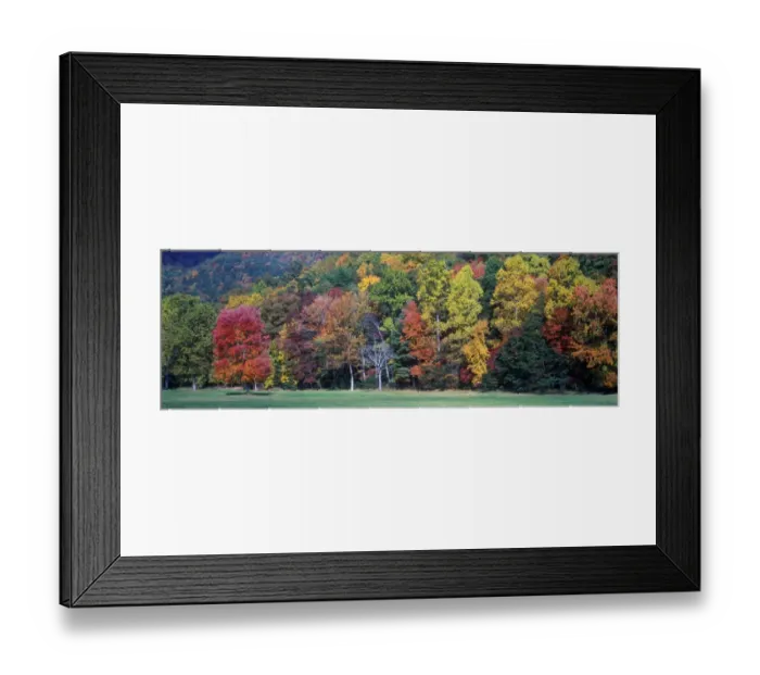 Framed Print : Tennessee Fall colour in Hardwood Forest - Sugar Maple- Red & White Oak loose chlorophyll - USA Framed Print : Tennessee Fall colour in Hardwood Forest - Sugar Maple- Red & White Oak loose chlorophyll - USA