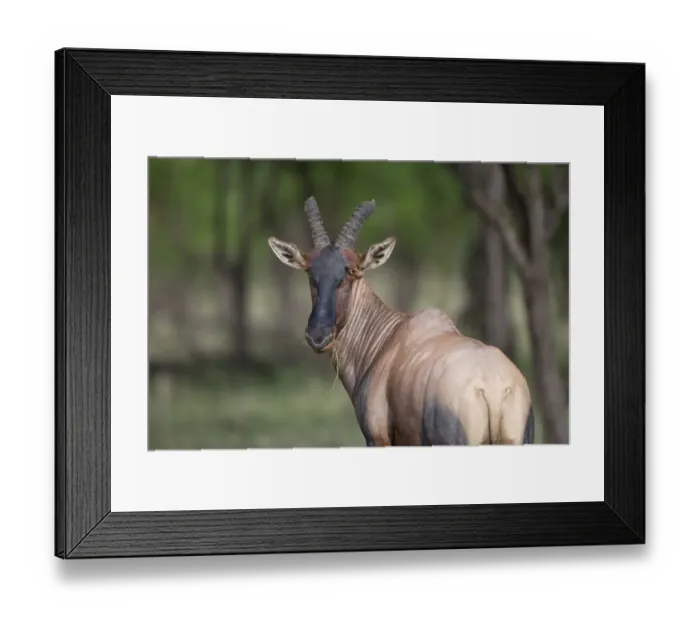 Framed Print : Topi (Damaliscus lunatus jimela) adult, feeding, close-up of head, looking over shoulder, Serengeti N. P. Tanzania, november