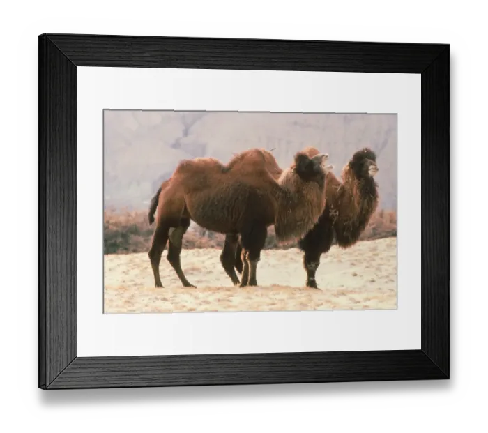 Framed Print : Bactrian Camel (Camelus bactrianus) two adults, winter coats, calling, Ladakh, Kashmir, India Framed Print : Bactrian Camel (Camelus bactrianus) two adults, winter coats, calling, Ladakh, Kashmir, India
