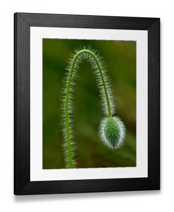 Framed Print : Corn Poppy (Papaver rhoeas) close-up of stem and flowerbud, Leicestershire, England, june Framed Print : Corn Poppy (Papaver rhoeas) close-up of stem and flowerbud, Leicestershire, England, june