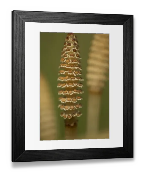 Framed Print : Field Horsetail (Equisetum arvense) close-up of fertile cones, Sheffield, South Yorkshire, England, may Framed Print : Field Horsetail (Equisetum arvense) close-up of fertile cones, Sheffield, South Yorkshire, England, may