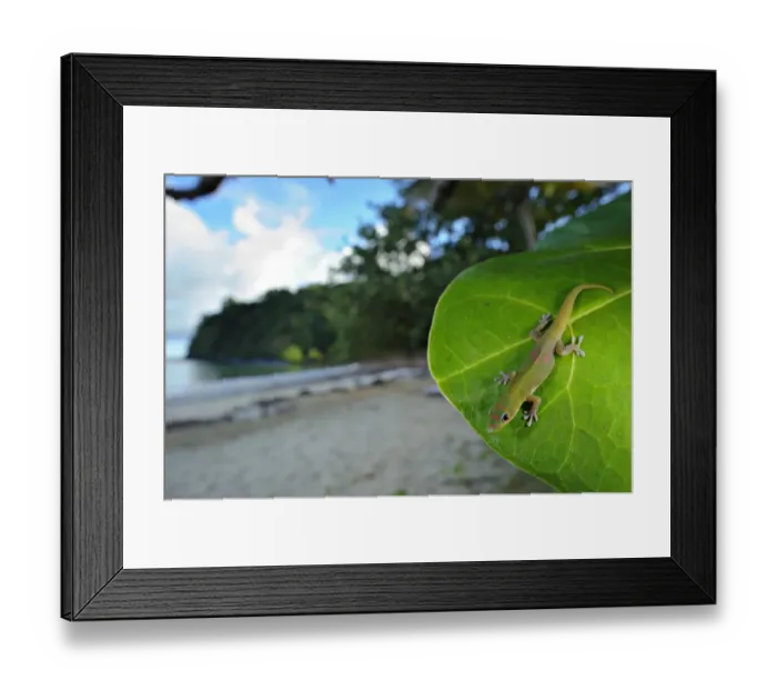 Framed Print : Madagascar Day Gecko (Phelsuma madagascariensis) young, resting on leaf at edge of beach habitat, Nosy Be, Madagascar Framed Print : Madagascar Day Gecko (Phelsuma madagascariensis) young, resting on leaf at edge of beach habitat, Nosy Be, Madagascar