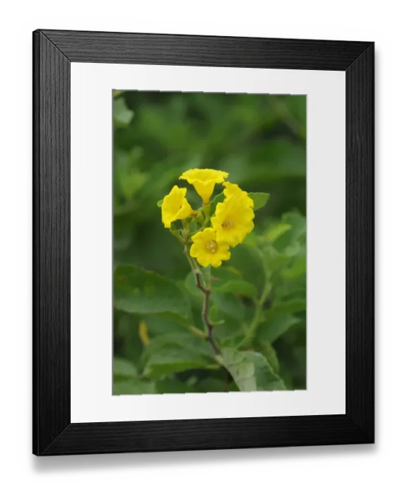 Framed Print : Muyuyu (Cordia lutea) close-up of flowers, Galapagos Islands Framed Print : Muyuyu (Cordia lutea) close-up of flowers, Galapagos Islands
