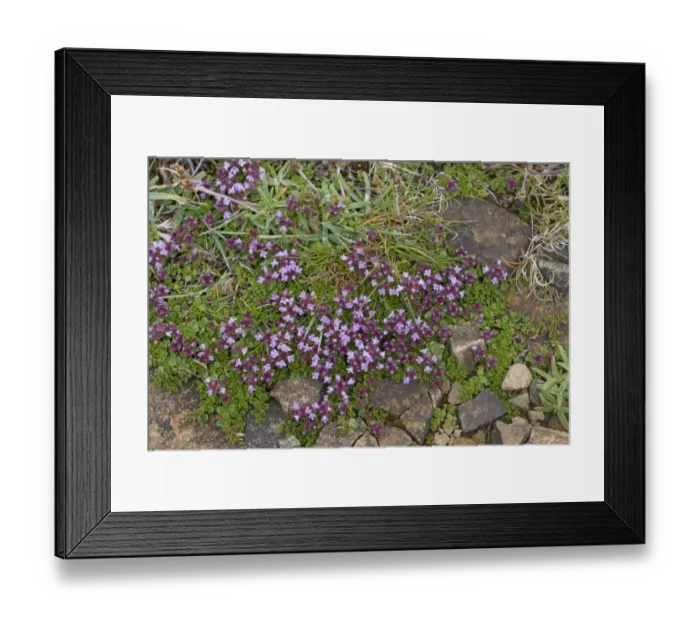 Framed Print : Wild Thyme (Thymus serpyllum) flowering, growing on coastal cliff, Orkney, Scotland, june Framed Print : Wild Thyme (Thymus serpyllum) flowering, growing on coastal cliff, Orkney, Scotland, june
