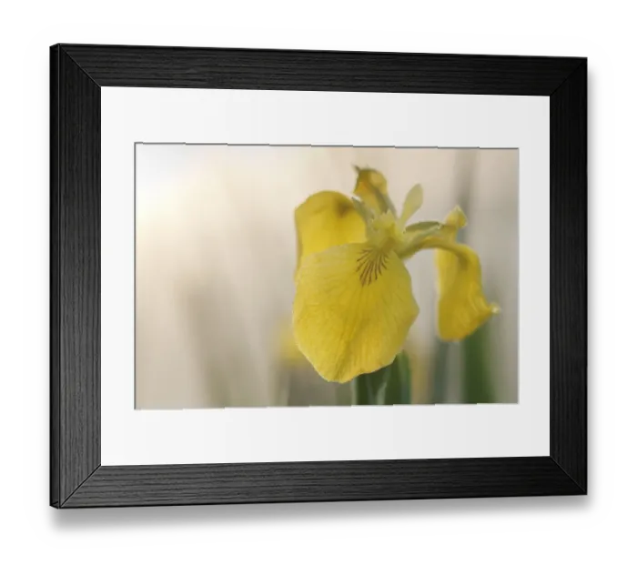 Framed Print : Yellow Iris (Iris pseudacorus) close-up of flowers with dew, North Kent Marshes, Isle of Sheppey, Kent, England, may Framed Print : Yellow Iris (Iris pseudacorus) close-up of flowers with dew, North Kent Marshes, Isle of Sheppey, Kent, England, may