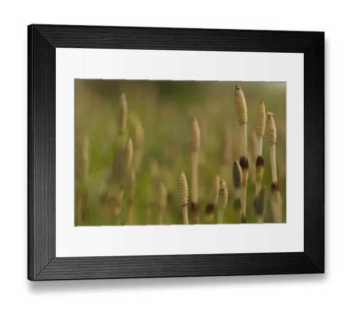 Framed Print : Field Horsetail (Equisetum arvense) fertile cones, with Cranefly (Tipula sp. ), Sheffield, South Yorkshire, England, may Framed Print : Field Horsetail (Equisetum arvense) fertile cones, with Cranefly (Tipula sp. ), Sheffield, South Yorkshire, England, may