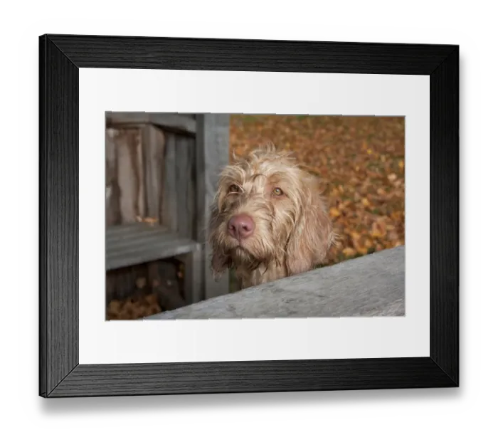 Framed Print : Domestic Dog, Wire-haired Hungarian Vizsla, female puppy, close-up of head, beside park shelter, England, october Framed Print : Domestic Dog, Wire-haired Hungarian Vizsla, female puppy, close-up of head, beside park shelter, England, october