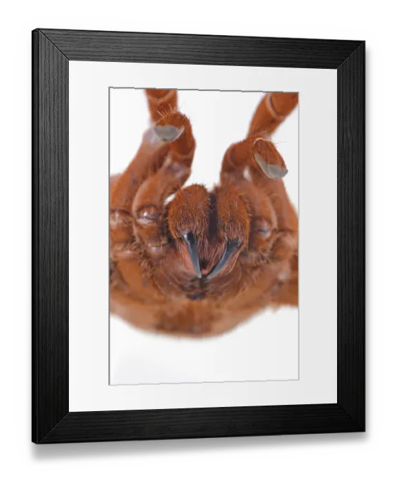 Framed Print : King Baboon Spider (Citharischius crawshayi) adult, close-up of chelicerae and fangs, in defensive posture
