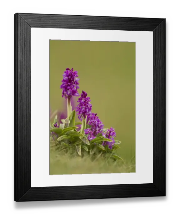 Framed Print : Early Purple Orchid (Orchis mascula) flowering, Cressbrook Dale, Derbyshire, England, may Framed Print : Early Purple Orchid (Orchis mascula) flowering, Cressbrook Dale, Derbyshire, England, may