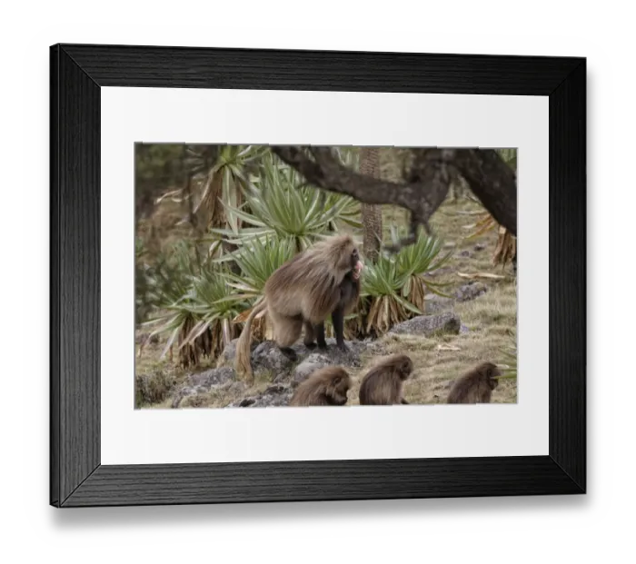 Framed Print : Gelada (Theropithecus gelada) adult male, in lip-flip threatening display, in afro-alpine heathland habitat, Simien Mountains, Ethiopia Framed Print : Gelada (Theropithecus gelada) adult male, in lip-flip threatening display, in afro-alpine heathland habitat, Simien Mountains, Ethiopia