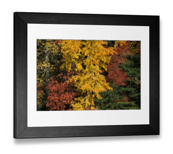 Framed Print : Tennessee Autumn / fall colour of Maples - Oaks and Hickory trees lose their leaves - Cades Cove