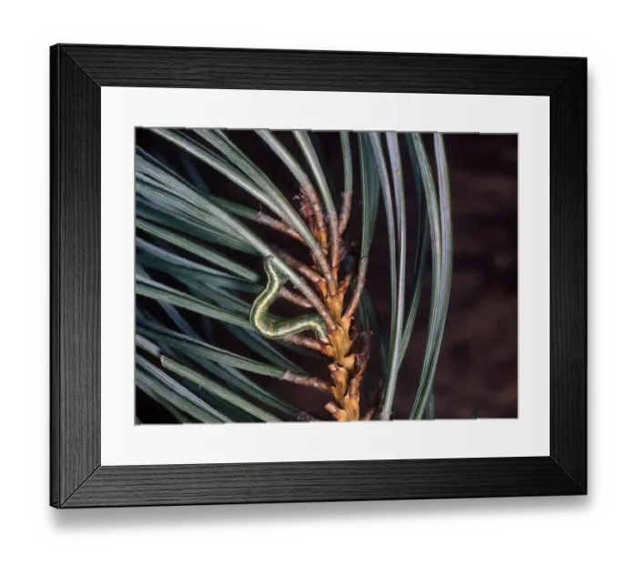 Framed Print : Bordered White Moth (Bupalus spiniaria) Larva (caterpillar) looping along pine needles Framed Print : Bordered White Moth (Bupalus spiniaria) Larva (caterpillar) looping along pine needles