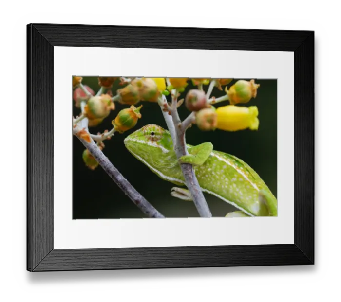 Framed Print : Carpet Chameleon (Furcifer lateralis) adult, climbing branch in forest, Anja Reserve, Central Madagascar, august Framed Print : Carpet Chameleon (Furcifer lateralis) adult, climbing branch in forest, Anja Reserve, Central Madagascar, august