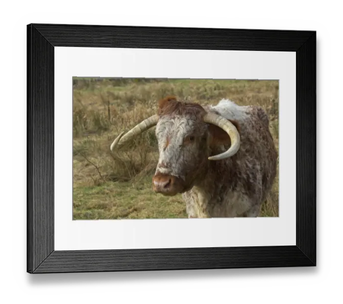 Framed Print : Domestic Cattle, Longhorn cow, close-up of head, standing in rough pasture, Dumfries and Galloway, Scotland, march